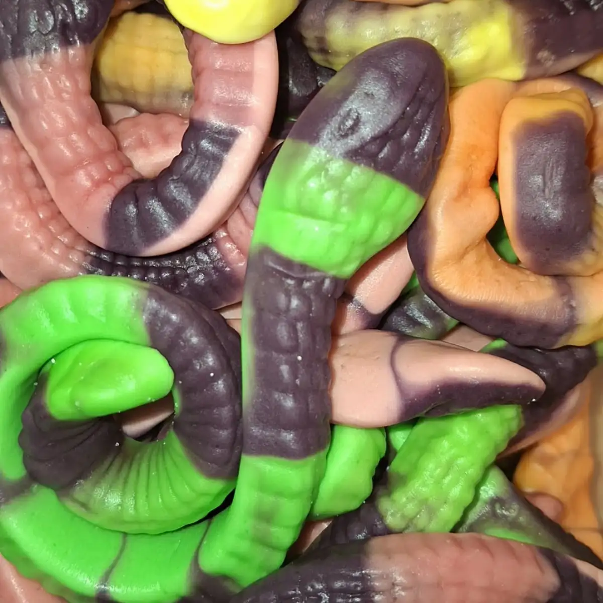 Anacondas serpent géant unité