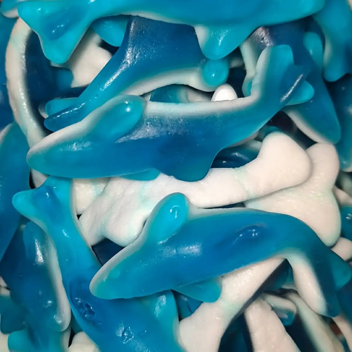 Requin bleu 100g